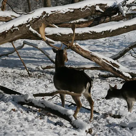 Restaurant - Haeuserl Im Wald ホテル グラーツ