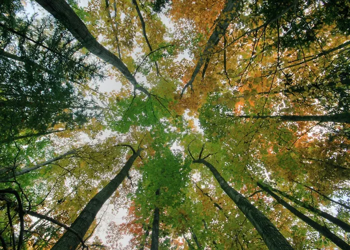 Restaurant - Haeuserl Im Wald