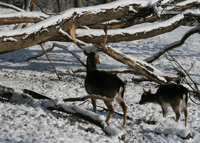 Restaurant - Haeuserl Im Wald فندق غراتس